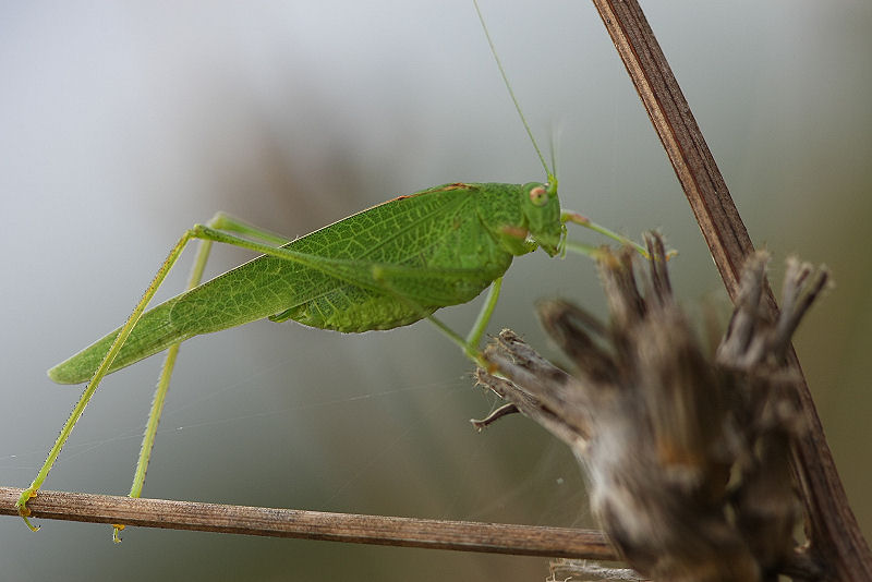 Phaneroptera nana e Aiolopus thalassinus